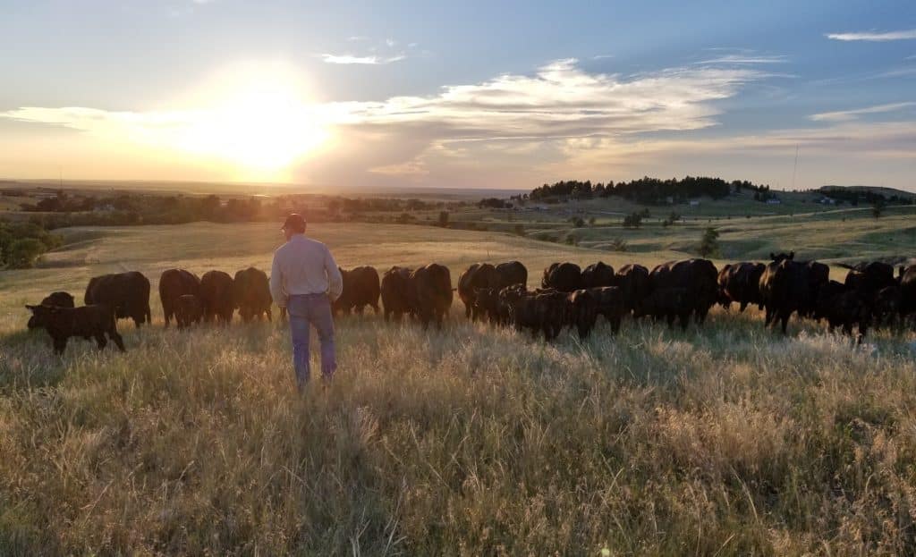 Ron Bolze Walking Through Cows