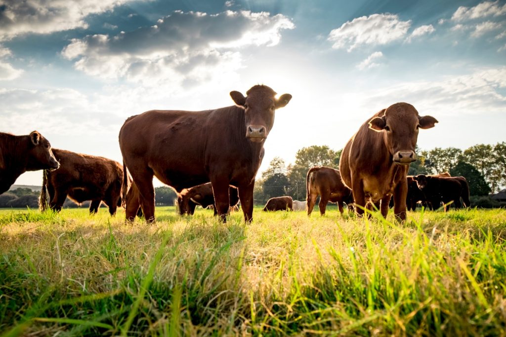 Fostering Peer Relationships & Conservation Practices in Nebraska by the Nebraska Conservation Mentorship Network.