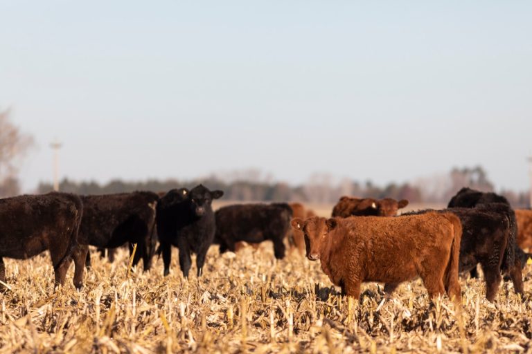 Fostering Peer Relationships & Conservation Practices in Nebraska by the Nebraska Conservation Mentorship Network.